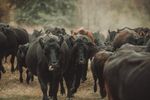 De ce intră oile pe pășune după vaci. Cum funcționează pășunatul regenerativ într-o fermă din România: „Le mutăm pe măsură ce termină iarba”