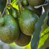 Avocado-ul fatal / Ce s-a întâmplat în cele patru zile după ce fructul a lovit în cap un bebeluș de numai 12 zile