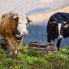 INS: Mai multă carne, lapte și ouă produse în 2025 comparativ cu anul precedent