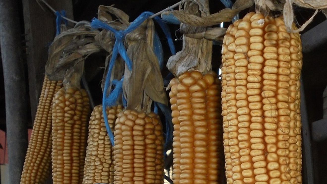 România, importator de cereale din  Rep. Moldova, Serbia, Ucraina și Rusia