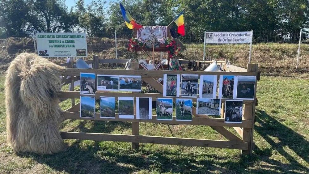 Târg de animale cu animale doar în poze, la Apulum Agraria de la Ighiu (județul Alba) / Cum afectează pesta crescătorii de oi