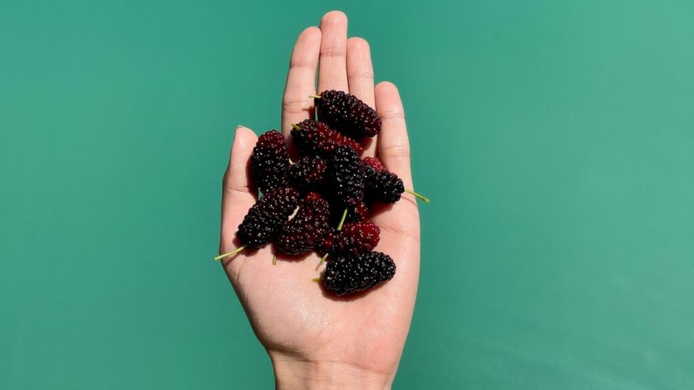 Dudele, fructele de pe marginea drumului, cu gust dulce și delicios, și pline de vitamine si minerale/ Sunt benefice pentru reducerea colesterolului și glicemiei și ne-ar putea feri de anumite forme de cancer