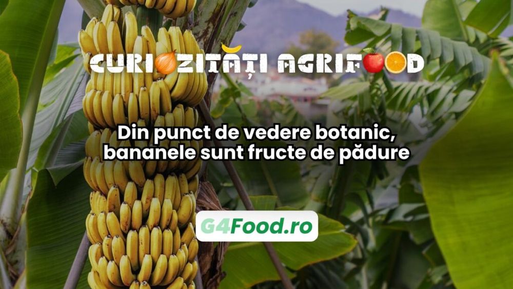 Curiozități agri-food 17 ianuarie: Din punct de vedere botanic, bananele sunt fructe de pădure