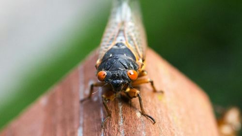 Ministrul Mediului, despre schimbările climatice care afectează România: În Sahara Olteniei pierdem anual 1.000 de hectare de terenuri arabile / Cicadele, insecte specifice Greciei, încep deja să fie prezente în Bucureşti