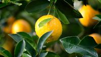Secretul pentru un lămâi sănătos. De ce și când este recomandat să pui oregano în ghiveci sau în pământul din grădină