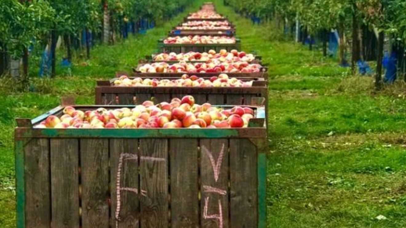 România, Bulgaria și Polonia vor din nou să fie eliminat sau mărit plafonul „ajutoarelor ucrainene” pentru fermieri