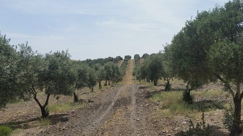 Prețul mediu al unui hectar de teren agricol necultivat în Italia este de 28.000 de euro, dar poate ajunge și 47.000 în zona de nord. Cele mai multe tranzacții le înregistrează terenurile cultivate cu vie și pomi fructiferi, care au prețuri și mai mari