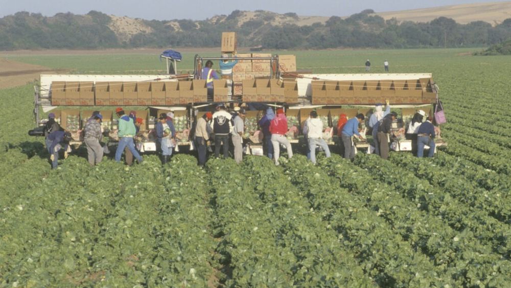 Lucrători agricoli ilegali drogați de șefi ca să suporte mai ușor munca grea, în Italia