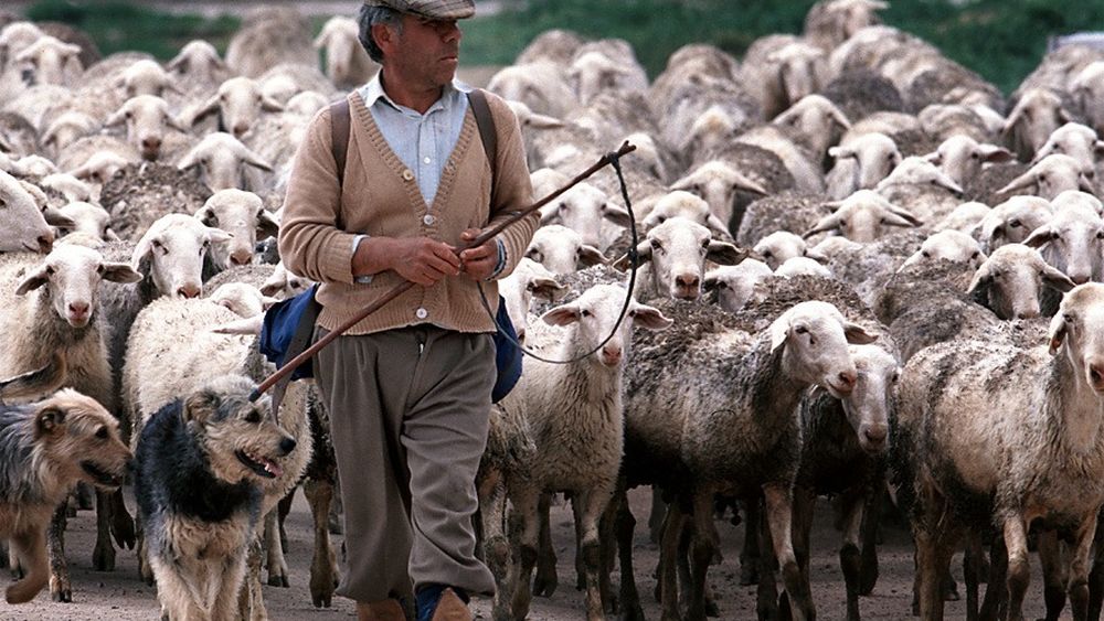 Crescătorii de animale care utilizează pășuni vor beneficia până în 2028 de subvențiile APIA/ Termenul limită pentru aplicarea amenajamentelor pastorale a fost prorogat de la 1 ianuarie 2026, la 1 ianuarie 2028