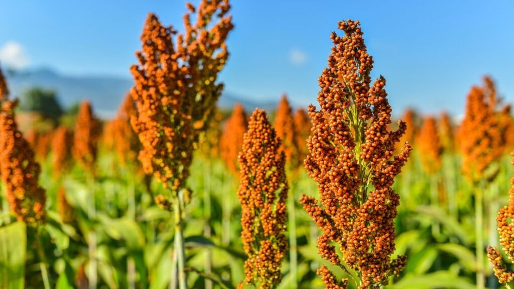 Cereale antice, rezistente la secetă / Cercetătorii descoperă beneficiile extraordinare ale sorgului, o cereală uitată care folosește cu 36% mai puțină apă decât alte culturi / Cu 12 nutrienți esențiali și fără gluten, este perfect pentru diete sustenabile și sănătoase