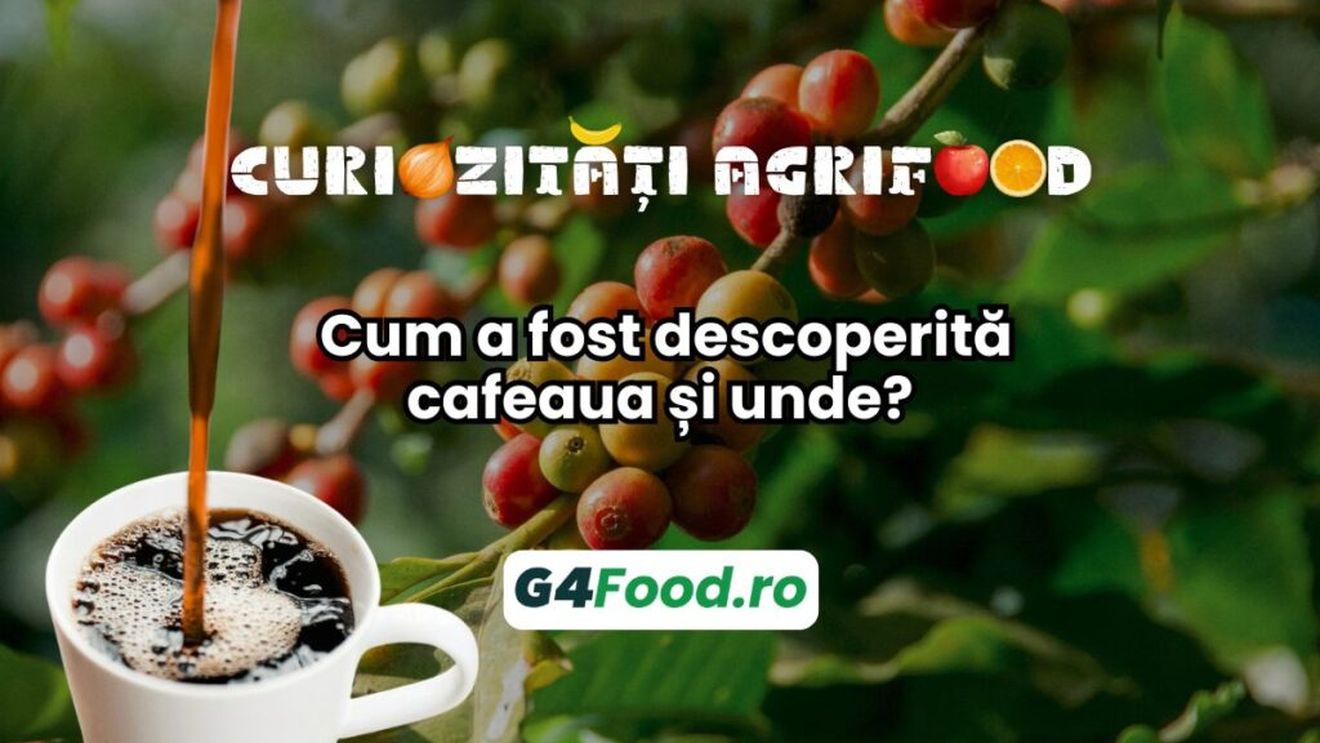Curiorizăți agrifood – 24 octombrie: Cum a fost descoperită cafeaua și unde?