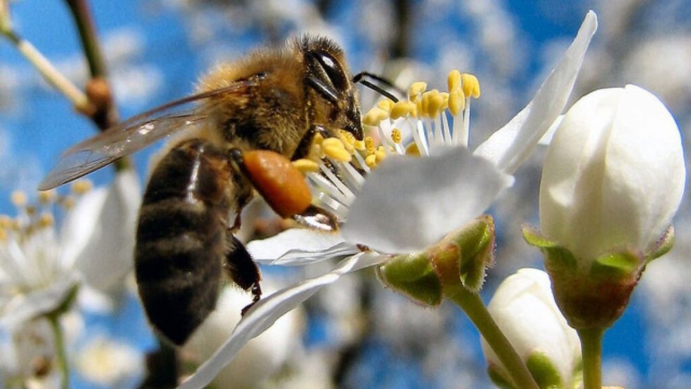 Culturile de acoperire pot deveni și melifere! O practică agricolă cu beneficii multiple pentru albine și pentru protecția solului
