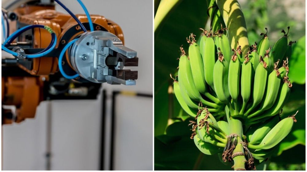 Mai multe organizații din Australia dezvoltă un robot care să simplifice recoltarea bananelor / Mașina va înlocui oamenii care au o sarcină periculoasă