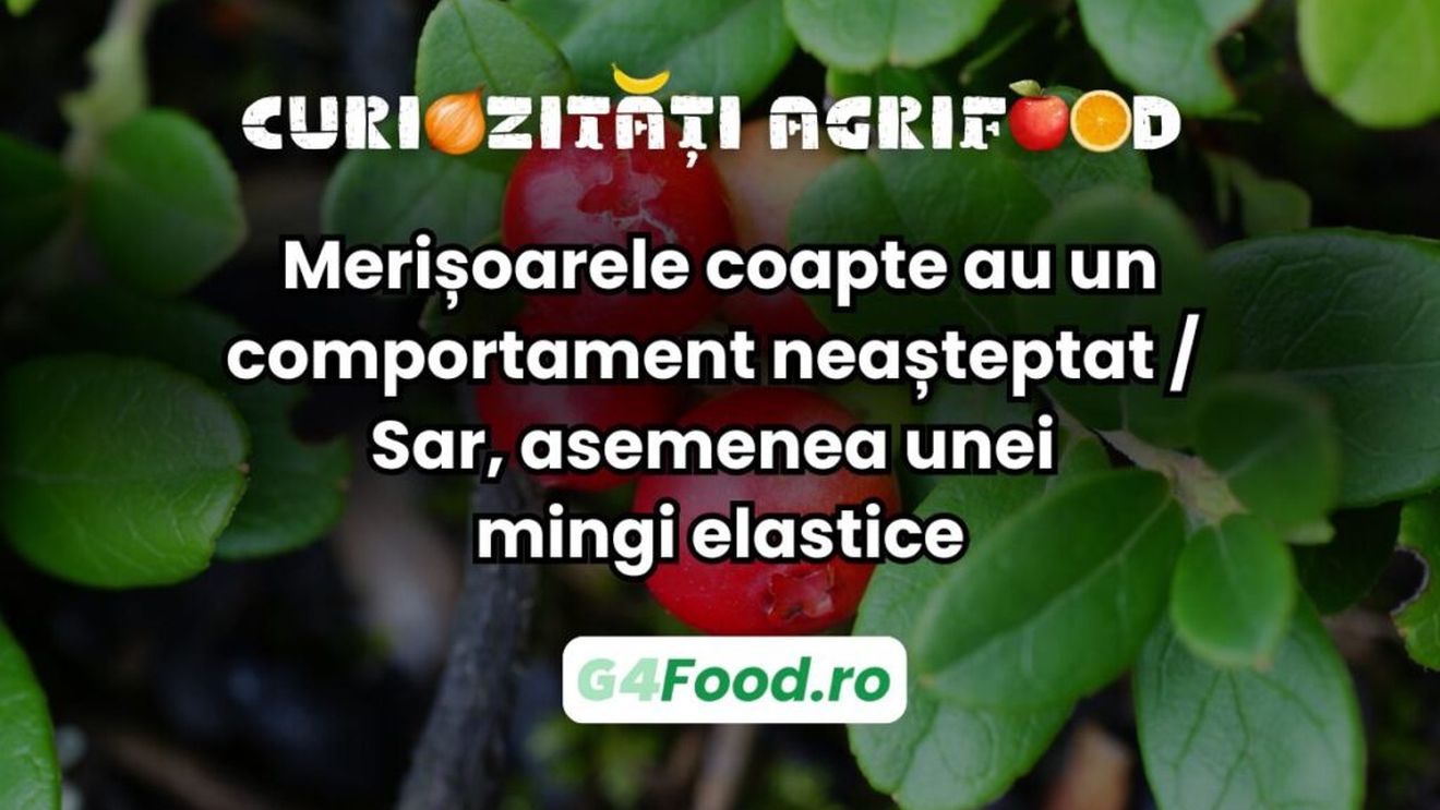 Curiozitate agri-food: Merișoarele coapte au un comportament neașteptat / Sar, asemenea unei mingi elastice