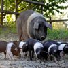 Doar 3.000 de exemplare au mai rămas. Rasa de porci cinta senese, varianta italiană a mangaliței, la un pas de dispariție din cauza pestei porcine