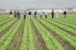 Fermierii din Arizona depind de muncitorii care vin zilnic din Mexic / Fermier: „Oamenilor le este frică să treacă granița”