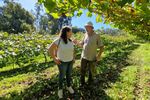 Are 74 de ani și oferă gratuit 26 de parcele de viță-de-vie. Nu trebuie plantat nimic, totul este gata pregătit. „Doar să știu că cineva are grijă de ele”