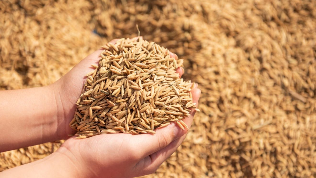 Atacurile Rusiei reduc capacitatea de export a cerealelor Ucrainei / Fermierii avertizează asupra riscurilor pentru piața mondială
