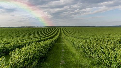 Agricultura viitorului: cum ajută biotehnologia franceză culturile să economisească apă