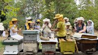 Timișoara dezvoltă două grădini urbane pentru albine/ Asociația GreenFeel a lansat proiectul „Permacultură Vie: grădini urbane pentru polenizatori și biodiversitate”