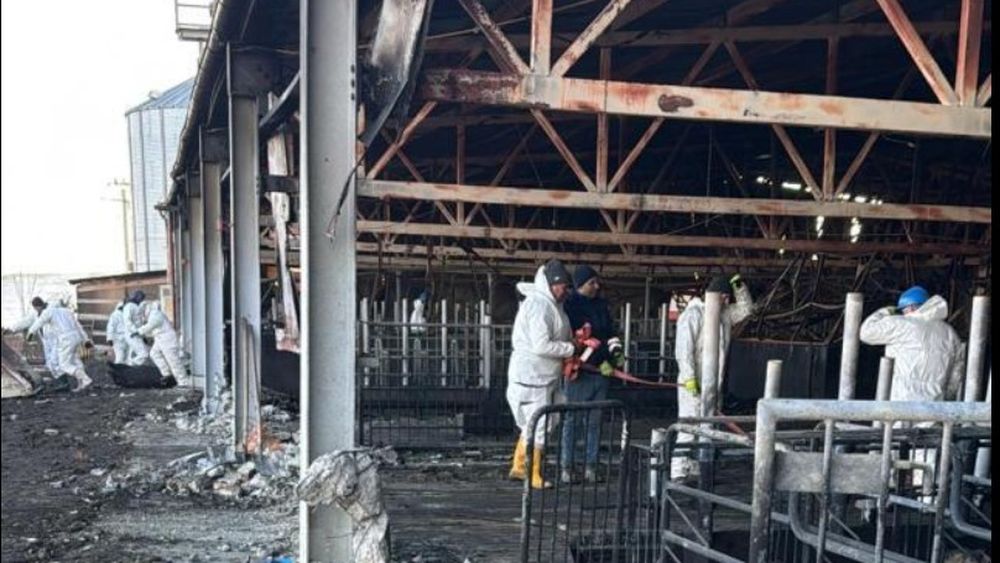 Ferma din Suceava care a ars din temelii era cea mai mare maternitate pentru porci din județ: Cele 500 de scroafe produceau aproximativ 15.000 de purcei anual / Peste 5.000 de porci – scroafe și purcei – au pierit în incendiu