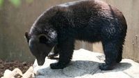 Un urs a fost surprins în Japonia, în bucătăria unor pensionari, furând mâncare din frigider
