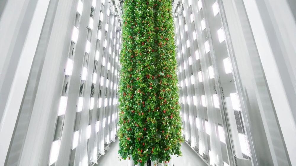 Cea mai mare fermă verticală din lume pentru cultivarea căpșunilor, deschisă în statul american Virginia/Prima recoltă, la începutul anului 2025