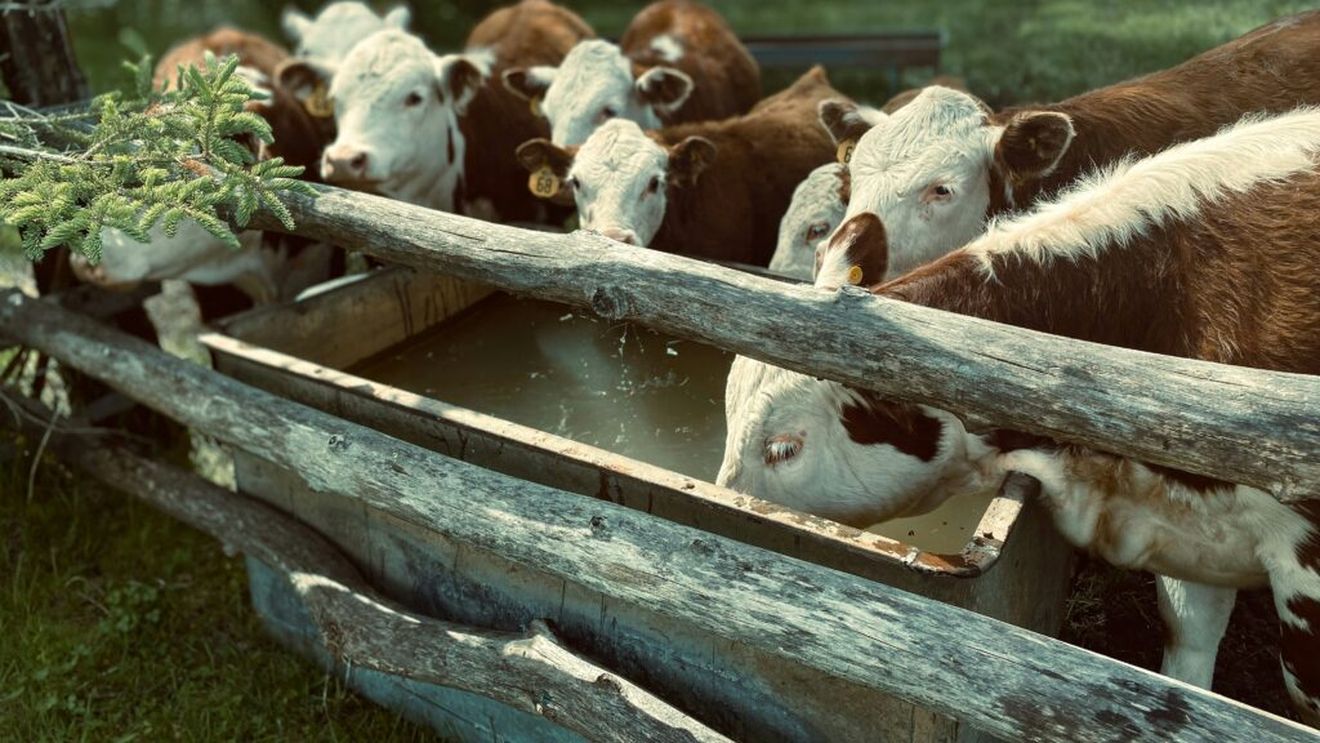 ANSVSA, recomandări pentru fermieri și proprietarii de animale de companie în timpul valului de căldură / Ce măsuri trebuie luate pentru protejarea animalelor
