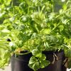 Cum să cultivi coriandru în casă și să ai frunze proaspete tot anul. Planta are nevoie de un singur lucru pentru a crește bine