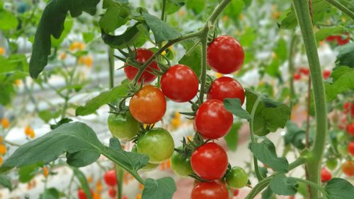 Stațiunea de Cercetare Buzău pregătește un nou soi de tomate / „Această linie s-a remarcat prin fructele sale în formă de inimă, cu striații spectaculoase pe fond brun-roșiatic și pulpă cărnoasă”