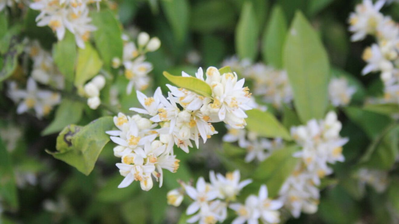 Apa din flori de portocal amărui, ingredientul secret din prăjiturile cofetarilor spanioli și arabi/ Azahar, floarea albă de portocal, este folosită de secole în bucătărie și în produsele de igienă