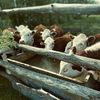 ANSVSA, recomandări pentru fermieri și proprietarii de animale de companie în timpul valului de căldură / Ce măsuri trebuie luate pentru protejarea animalelor