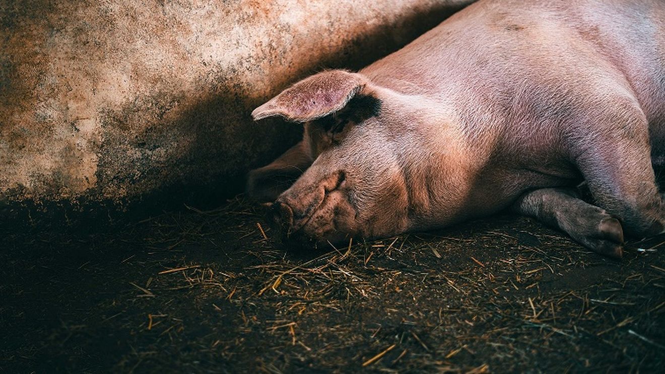 Toate au un preț pe lumea asta: porcul iberic ajunge pe mesele chinezilor, iar tehnologia 5G implementată de Huawei ajunge la utilizatorii spanioli