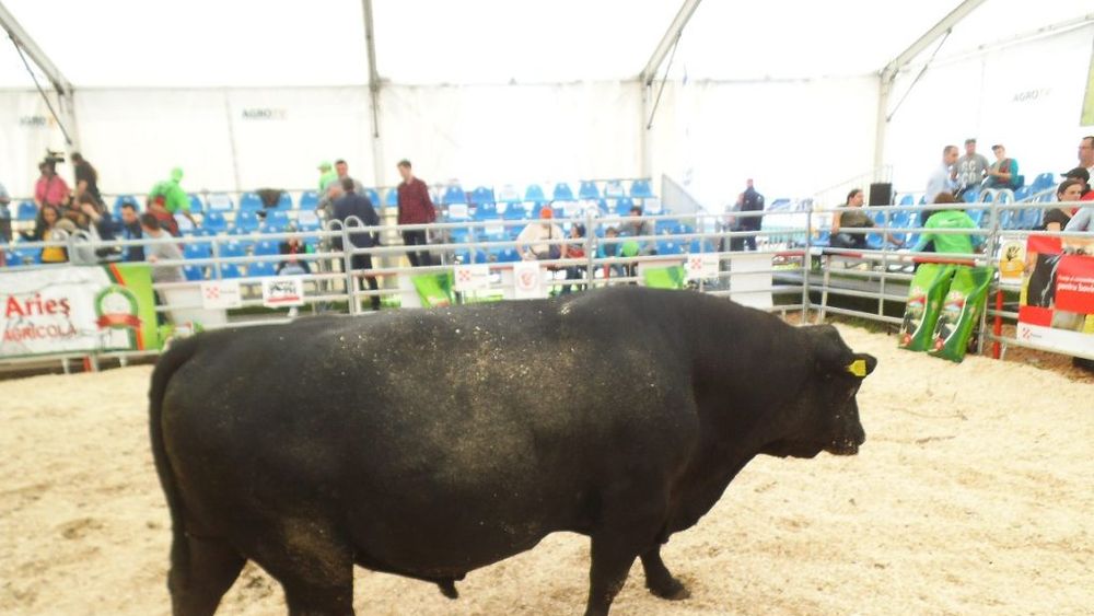 Exporturile de carne de vită din Argentina în Uniunea Europeană, afectate grav de valul 2 al pandemiei Covid -19