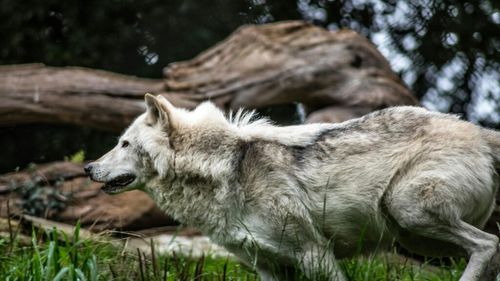 Conform unui proiect de lege al UE, agricultorii sunt cu un pas mai aproape de a împușca mai mulți lupi