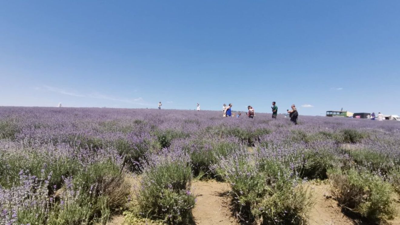 Culturi ca lavanda, coriandrul, muştarul, năutul sau arborii energetici câştigă teren în regiunea Moldovei