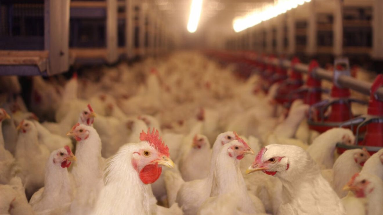 Tunisia, o nouă piaţă pentru exportul românesc de animale şi păsări