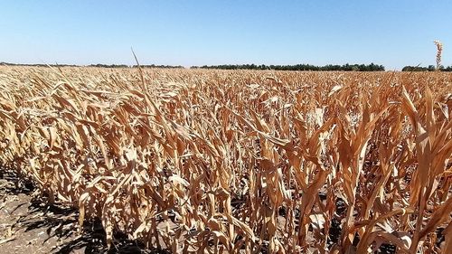 Producția de porumb și floarea soarelui, afectată masiv de secetă. La polul opus, grâul și alte cereale de vară au înregistrat niveluri record