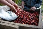 Cafeaua cultivată în Italia, o premieră care ar fi părut imposibilă acum câteva decenii. La Palermo a fost recoltat primul lot de Arabica / Cum schimbă clima agricultura
