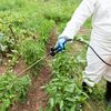 Fermierii britanici cer acces continuu la pesticide și culturi editate genetic în viitorul acord cu UE