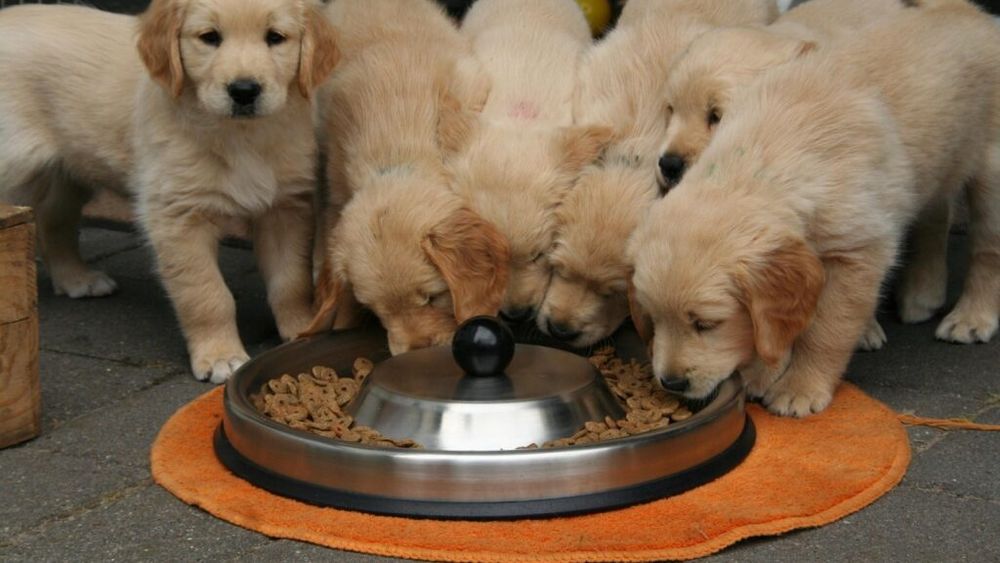 Microbiomul intestinal, secretul unui câine sănătos / Cum să îți ajuți câinele să trăiască mai mult prin nutriția axată pe intestin