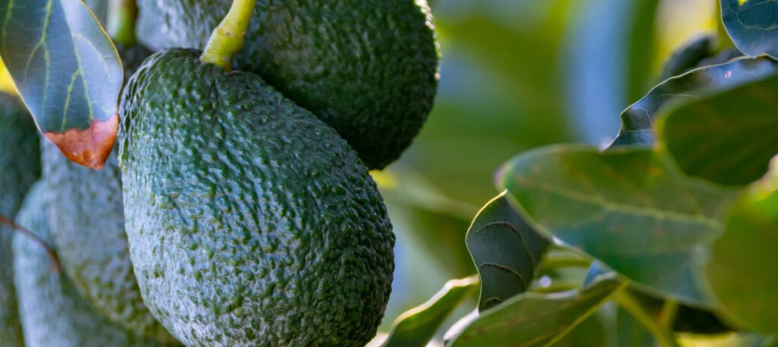 Exporturile de avocado mexican către SUA, suspendate din nou / Cartelurile și amenințările de securitate blochează livrările