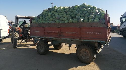 Microbuz cu varză, ascundea aproape o tonă de tutun vrac/ Importantă captură realizată de polițiștii de frontieră din Giurgiu