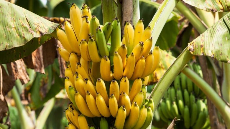 Cum să păstrezi bananele proaspete mai mult timp / Obiceiurile simple care îți pot salva fructele de la risipă