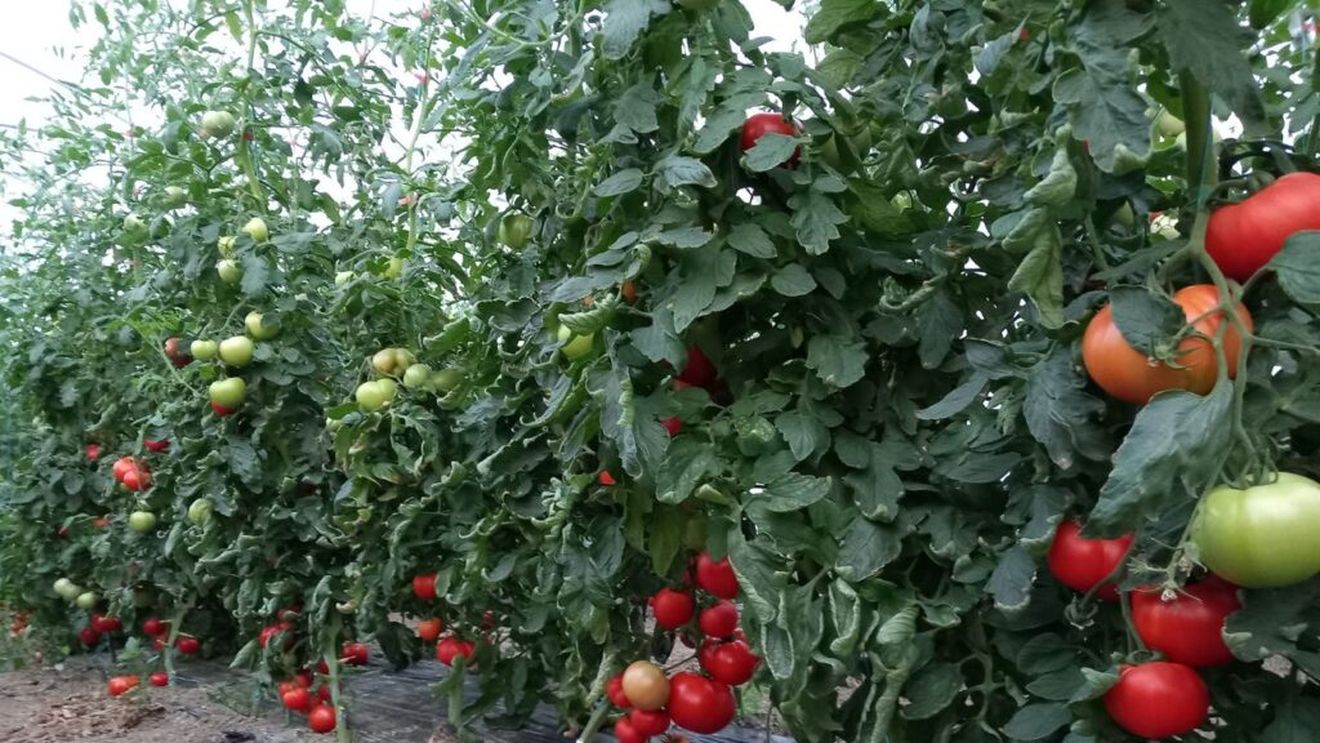 ANALIZĂ Viața Satului/ Roșiile și zarzavaturile din producția internă se mențin în topul legumelor cu reziduuri de pesticide / Galați, județul unde au fost depistate toate probele de tomate neconforme, fiind utilizat un pesticid interzis în U.E. - Raport Autoritatea Națională Fitosanitară