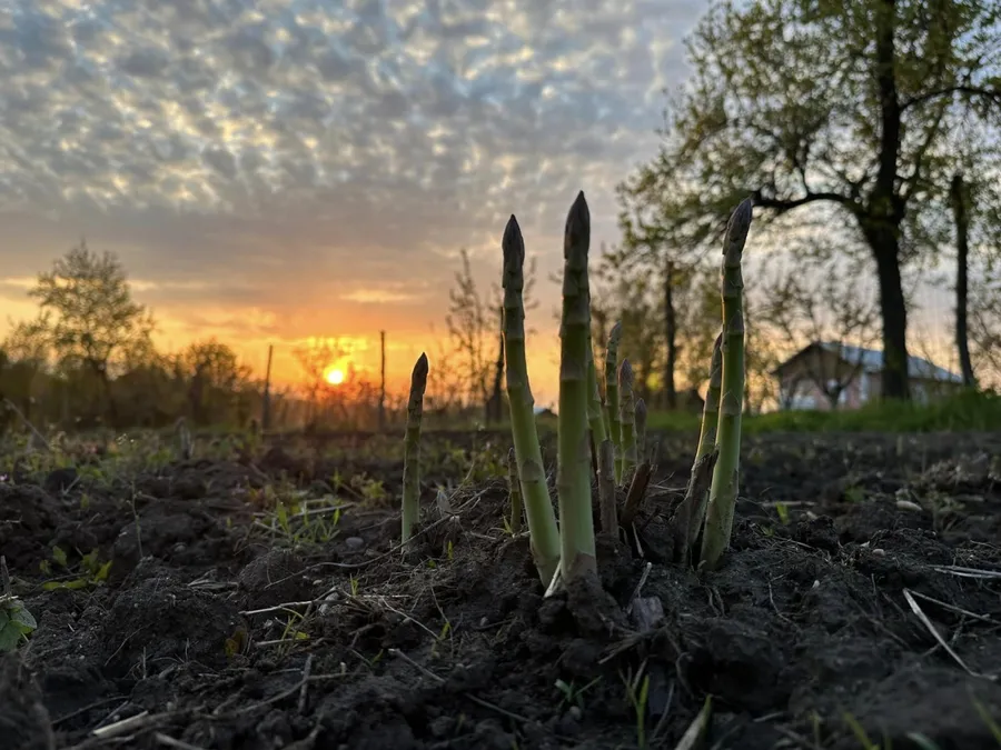 Sursa foto: Facebook Sparanghel de Poveste