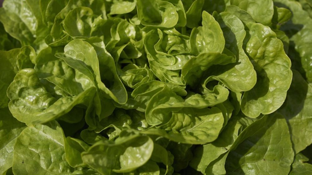 Salata cu rădăcină: Beneficii pentru sănătate. Depozitare, curiozități și rețete