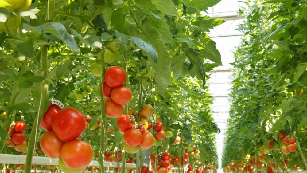 Proiect de lege în Senat: Lucrările pentru solariile de legume amplasate pe terenurile aferente casei de locuit, precum şi în curţile şi grădinile din jurul acesteia, fără autorizaţie de construire