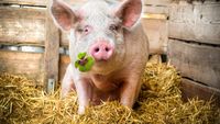 Porcul vietnamez, tot mai popular ca animal de companie. Cât poate ajunge să cântărească