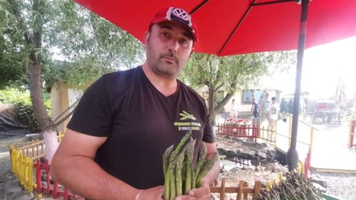 FOTO | De la câmpurile din Austria și Germania la propria plantație din Timiș. Povestea românului care a adus sparanghelul „acasă”: „Culegem cam 10-15 kilograme pe zi. Nu folosim chimicale, doar apă, un pic de îngrășământ natural, sapa și motocultorul”